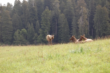 The elk came over to our campsite in the morning